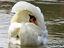 Mute Swan (WWT Slimbridge 22/08/10) ©Nigel Key