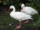 Coscoroba Swan (WWT Slimbridge 01/10/11) ©Nigel Key