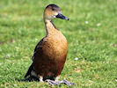 Wandering Whistling Duck (WWT Slimbridge 25/03/11) ©Nigel Key