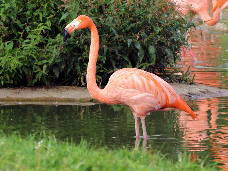 American Flamingo (WWT Slimbridge 08/09/12) ©Nigel Key