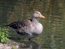 Greylag Goose (WWT Slimbridge 08/09/12) ©Nigel Key