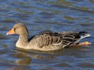 Greylag Goose (WWT Slimbridge 27/10/12) ©Nigel Key