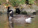 Canada Goose (WWT Slimbridge 27/10/12) ©Nigel Key