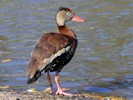 Black-Bellied Whistling Duck (WWT Slimbridge 27/10/12) ©Nigel Key