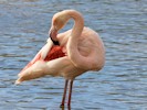 Greater Flamingo (WWT Slimbridge 27/10/12) ©Nigel Key