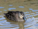Australian Black Duck (WWT Slimbridge 27/10/12) ©Nigel Key