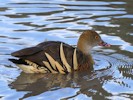 Plumed Whistling Duck (WWT Slimbridge 27/10/12) ©Nigel Key