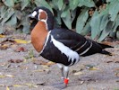 Red-Breasted Goose (WWT Slimbridge 27/10/12) ©Nigel Key