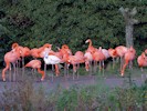 American Flamingo (WWT Slimbridge 27/10/12) ©Nigel Key
