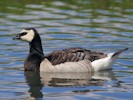 Barnacle Goose (WWT Slimbridge 28/07/12) ©Nigel Key