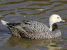 Emperor Goose (WWT Slimbridge 04/09/13) ©Nigel Key
