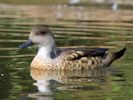 Patagonian Crested Duck (WWT Slimbridge 20) - pic by Nigel Key