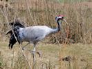 Eurasian Crane (WWT Slimbridge April 2013) - pic by Nigel Key