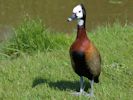 White-Faced Whistling Duck (WWT Slimbridge May 2013) - pic by Nigel Key