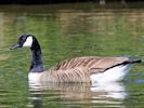 Canada Goose (WWT Slimbridge 23/05/15) ©Nigel Key