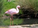 Lesser Flamingo (WWT Slimbridge May 2015) - pic by Nigel Key