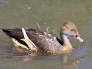 Plumed Whistling Duck (WWT Slimbridge May 2015) - pic by Nigel Key