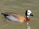 White-Faced Whistling Duck (WWT Slimbridge May 2015) - pic by Nigel Key
