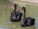 Black Swan (WWT Slimbridge 30/06/15) ©Nigel Key