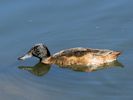 Black-Headed Duck (WWT Slimbridge 30/06/15) ©Nigel Key