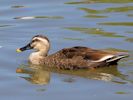 Spot-Billed Duck (WWT Slimbridge 30/06/15) ©Nigel Key