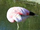 Andean Flamingo (WWT Slimbridge 05/10/16) ©Nigel Key