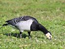Barnacle Goose (WWT Slimbridge 05/10/16) ©Nigel Key