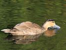 Philippine Duck (WWT Slimbridge 05/10/16) ©Nigel Key