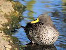 Yellow-Billed Duck (WWT Slimbridge October 2016) - pic by Nigel Key