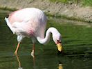 James's Flamingo (WWT Slimbridge 16/08/16) ©Nigel Key