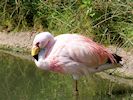 James's Flamingo (WWT Slimbridge 16/08/16) ©Nigel Key