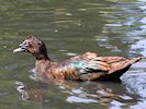 Muscovy Duck (WWT Slimbridge 16/08/16) ©Nigel Key
