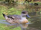 Patagonian Crested Duck (WWT Slimbridge August 2016) - pic by Nigel Key