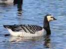 Barnacle Goose (WWT Slimbridge 05/10/17) ©Nigel Key