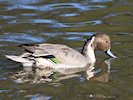 Northern Pintail (WWT Slimbridge October 2017) - pic by Nigel Key