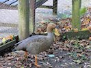 Ruddy-Headed Goose (WWT Slimbridge 05/10/17) ©Nigel Key