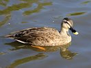 Spot-Billed Duck (WWT Slimbridge 05/10/17) ©Nigel Key