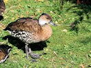 West Indian Whistling Duck (WWT Slimbridge 05/10/17) ©Nigel Key