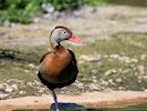 Black-Bellied Whistling Duck (WWT Slimbridge May 2017) - pic by Nigel Key