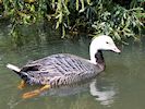 Emperor Goose (WWT Slimbridge 26/05/17) ©Nigel Key
