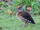 Spotted Whistling Duck (WWT Slimbridge November 2017) - pic by Nigel Key