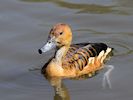 Fulvous Whistling Duck (WWT Slimbridge 20/04/18) ©Nigel Key