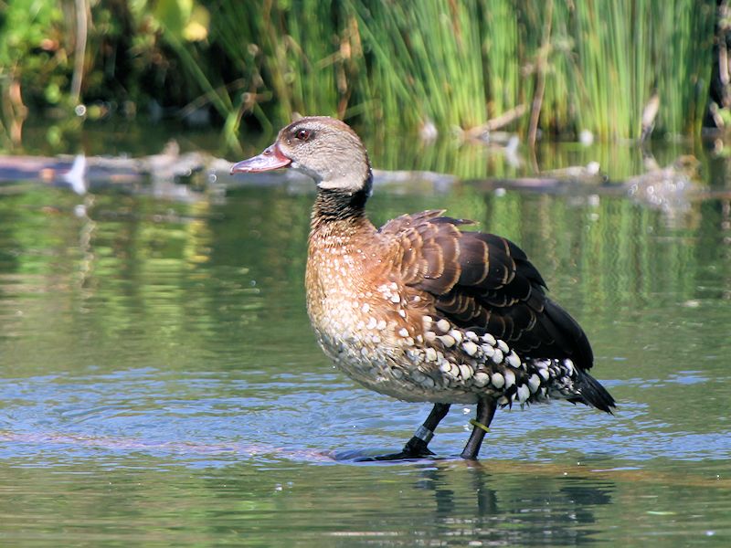 Spotted Whistling Duck (WWT Slimbridge 23/05/18) ©Nigel Key