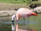 Chilean Flamingo (WWT Slimbridge May 2018) - pic by Nigel Key