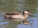 Red-Billed Teal (WWT Slimbridge May 2018) - pic by Nigel Key
