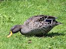 Yellow-Billed Duck (WWT Slimbridge May 2018) - pic by Nigel Key