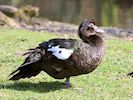 Muscovy Duck (WWT Slimbridge March 2019) - pic by Nigel Key
