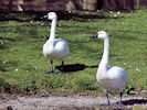 Whistling Swan (WWT Slimbridge 25/03/19) ©Nigel Key