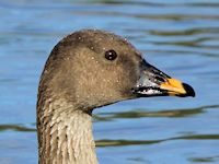 Bean Goose (Head, Beak & Eyes) - pic by Nigel Key