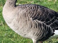 Greylag Goose (Breast & Body) - pic by Nigel Key
